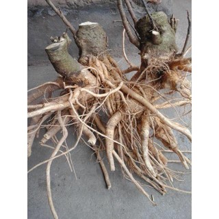 Thân Đinh Lăng Khô ( Thái Lát 1kg) TPV