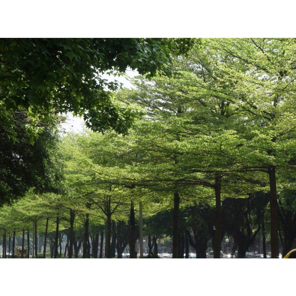 [Nhu_Mai_Garden]Cây bàng Đài Loan