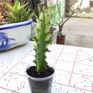 xương rồng ba cạnh ( xương rồng ông) - 1 thân