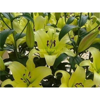 Củ Ly Thân cao Hoa Màu Cam (Củ Ly Giống)