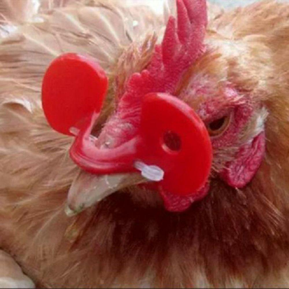 50 Kính Nhựa Không Bị Nghẹt Chuyên Dụng Cho Gà