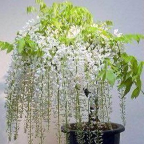 (GIÁ SỈ) CÂY GIỐNG HOA TỬ ĐẰNG