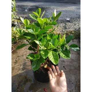 Cây Bạch Thiên Hương - Cây cảnh sân vườn + Tặng phân bón cho cây ( cây khỏe , dẽ sống)