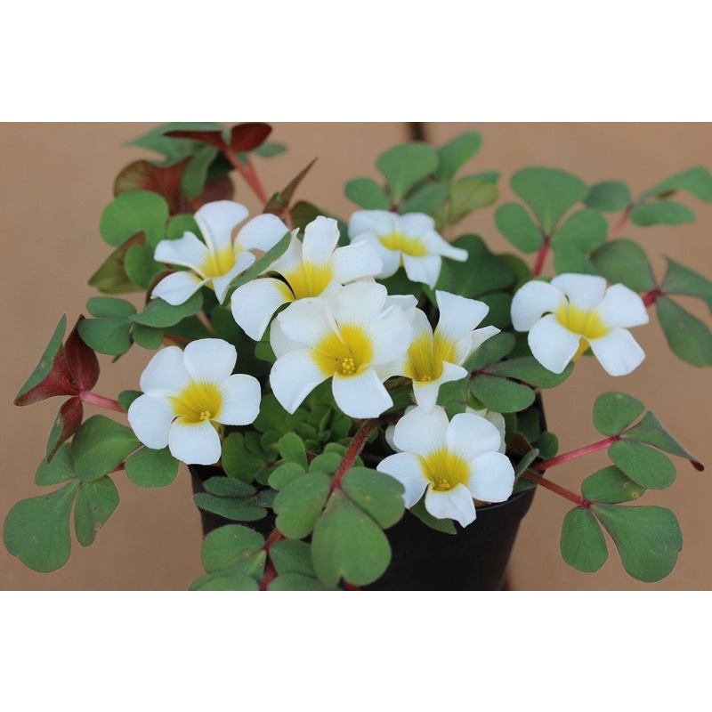 Củ hoa Oxalis Purpurea Alba chuẩn mặt hoa