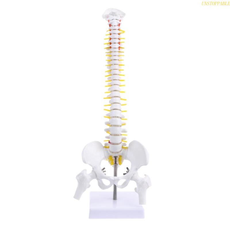 Mô Hình Cột Sống Giải Phẫu Người 45cm