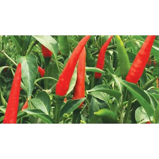 Hạt giống ớt chỉ thiên siêu cay gói 0.5g