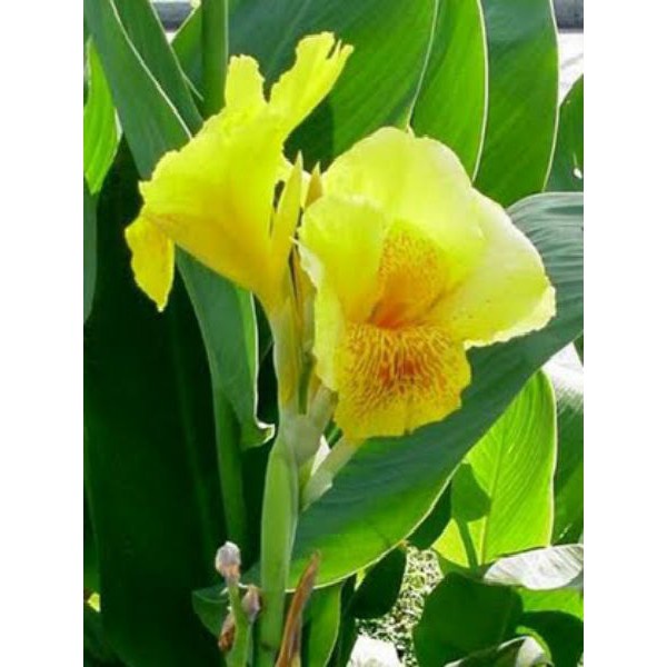 Chuối Hoa vàng - Gốc củ 10cm