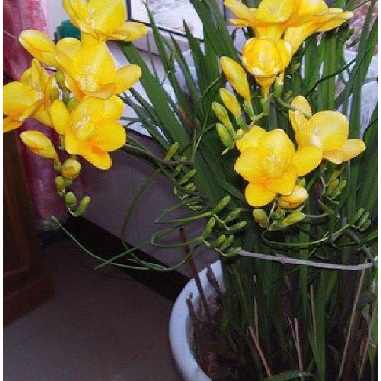 Củ giống hoa lan nam phi hoa màu vàng