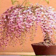 (GIÁ SỈ) CÂY GIỐNG HOA TỬ ĐẰNG