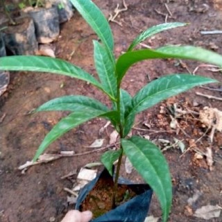 [Nhu_Mai_Garden]Cây trứng gà ( Lêkima) chất lượng cao