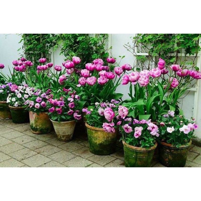 Củ hoa tuylip HOA TẾT tặng 1 củ hoa tiên ông