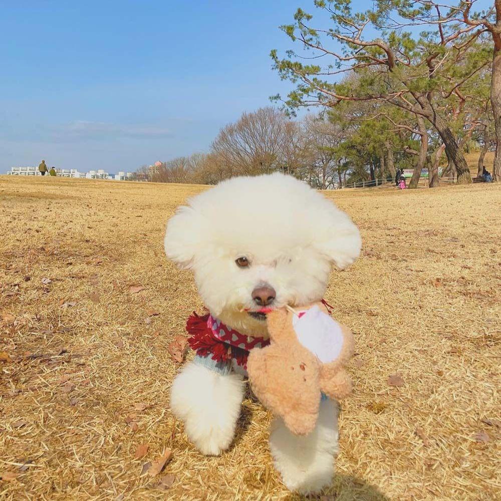 Đồ Chơi Nhồi Bông Giảm Tiếng Ồn Dành Cho Thú Cưng