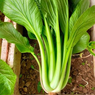 Hạt giống cải Ngọt khổng lồ Thái Lan