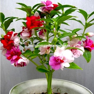 50h - hạt giống hoa móng tay kép