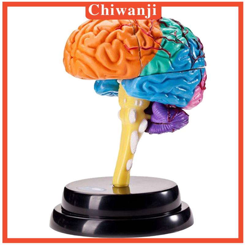Mô Hình Bộ Não Người Trưng Bày Khoa Học Cho Học Sinh
