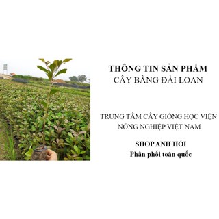 [Nhu_Mai_Garden]Cây bàng Đài Loan