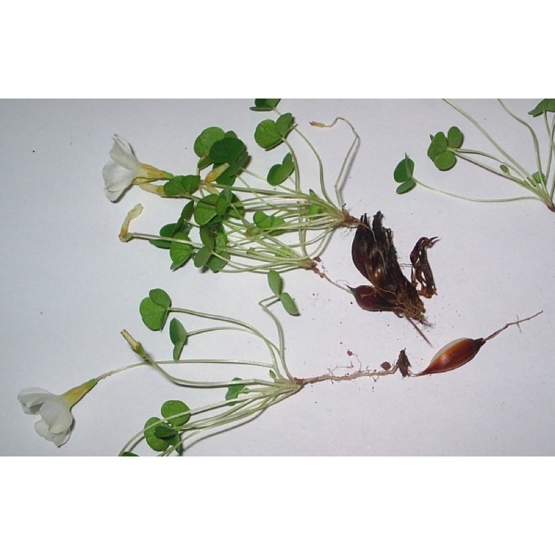 Củ hoa Oxalis Purpurea Alba chuẩn mặt hoa