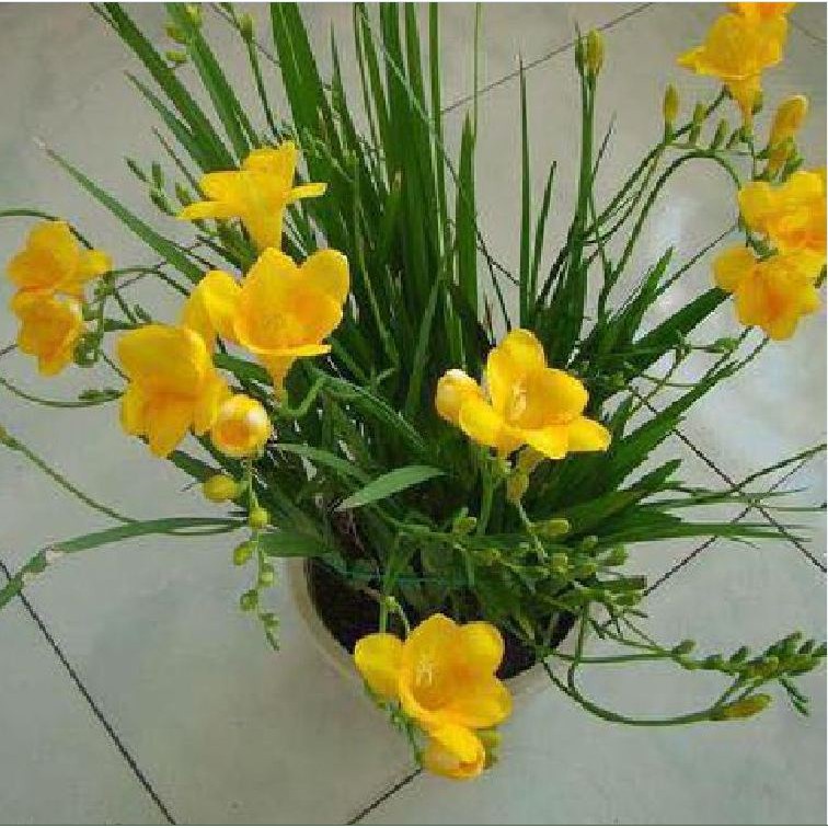 Củ giống hoa lan nam phi hoa màu vàng
