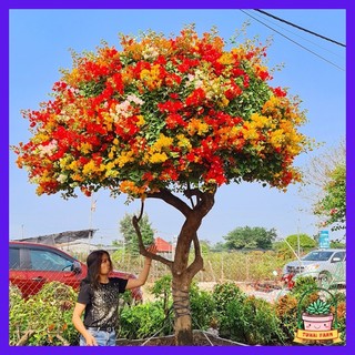 Hoa giấy ngũ sắc đặc biệt – Có bầu đất – Rễ cực khỏe