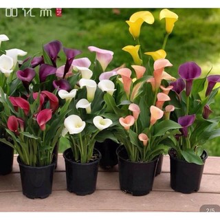 Củ hoa rum hà lan(10 củ đủ màu) HOA Tết
