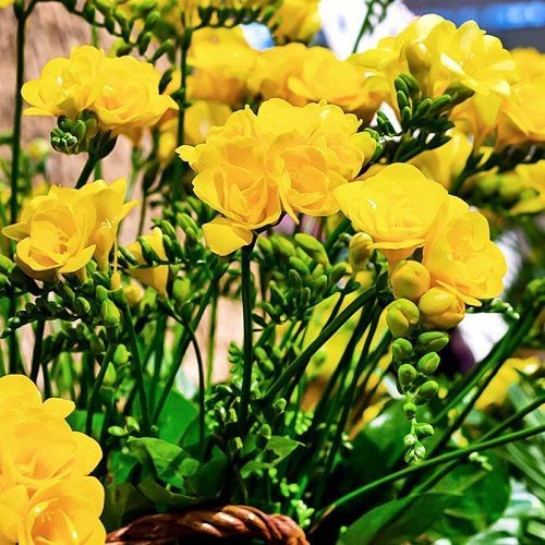 Củ giống hoa lan nam phi hoa màu vàng