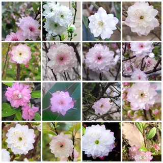 Nhất chi mai cây giống ảnh cuối