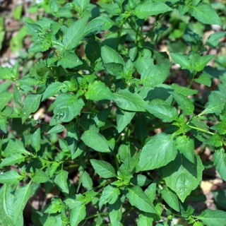 Hạt giống rau tầm bóp 0.5gr TPV