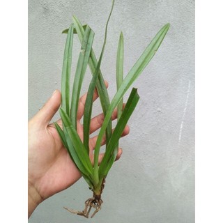 1 cây lan hài vệ nữ đang nụ