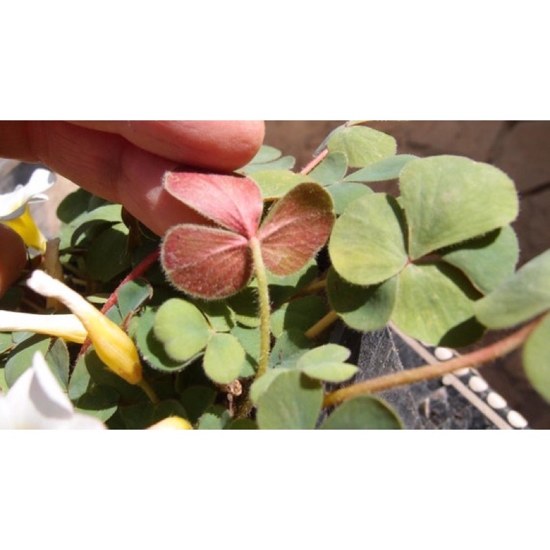 Củ hoa Oxalis Purpurea Alba chuẩn mặt hoa