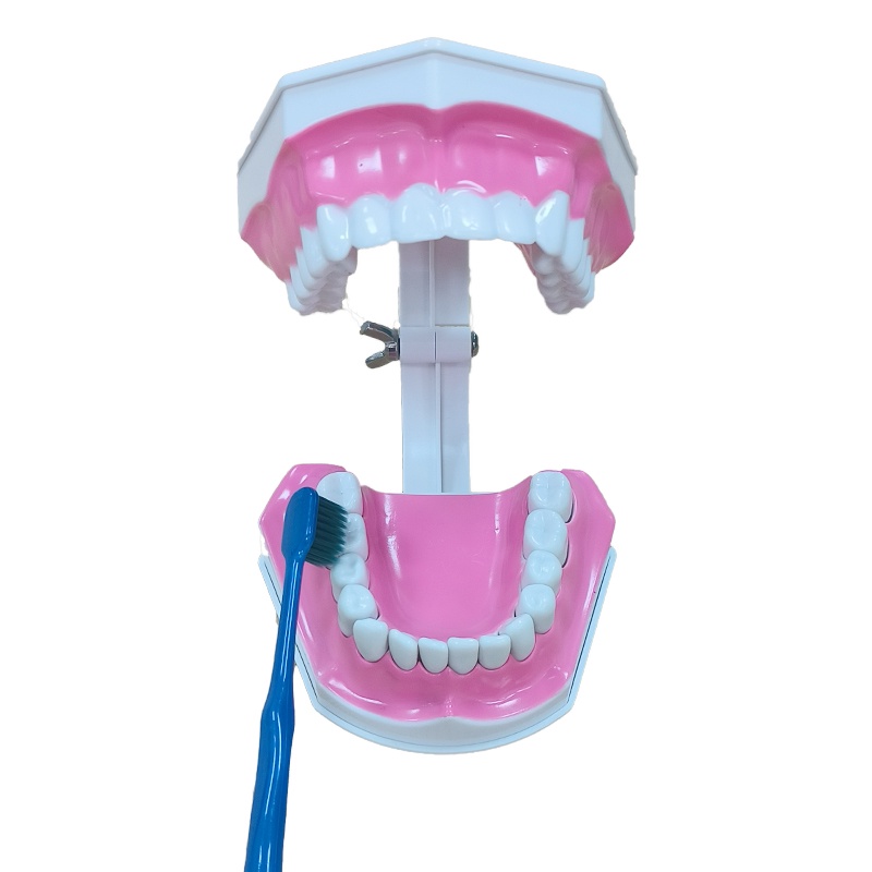 Mô Hình Bàn Chải Đánh Răng 2 Lần Tỉ Lệ 1: 2