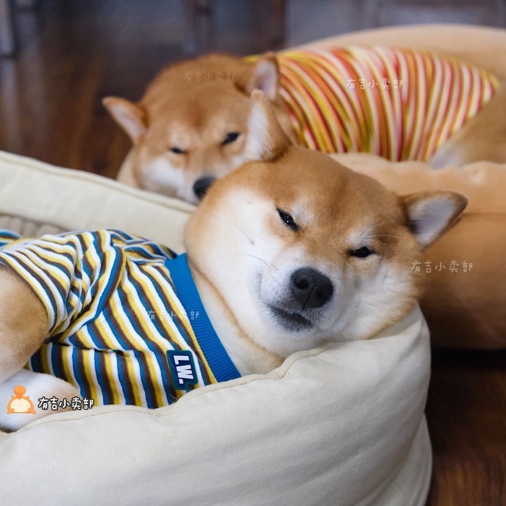 Áo Thun Tay Ngắn Họa Tiết Sọc Ngang Mùa Thu Kích Thước Vừa Và Nhỏ Cho Thú Cưng Chó Mèo Phong Cách Mới