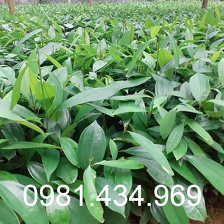 02 Cay Quế Giống (Quế Cay) Cao 40cm