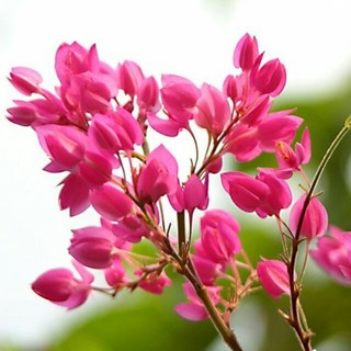 Cây hoa tigon. Cây rất dễ trồng ạ.