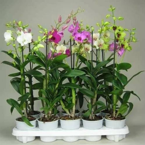 LAN DENDRO ĐỦ MÀU, CÂY GIỐNG SẮP RA HOA, VÔ CÙNG KHỎE ĐẸP, GIÁ SIÊU RẺ , cam kết uy tín chất lượng