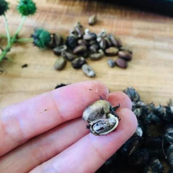 Hạt cây Thầu Dầu 10 hạt  TPV