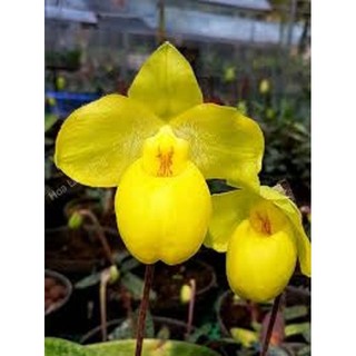 Cây giống lan hài mốc vàng - hoa đẹp kiêu sa giữa núi rừng tây bắc