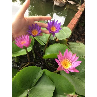 Củ hoa súng Thái nhiều màu