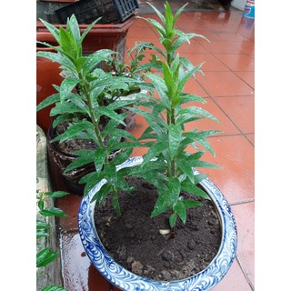 Củ Ly Thân cao Hoa Màu Cam (Củ Ly Giống)