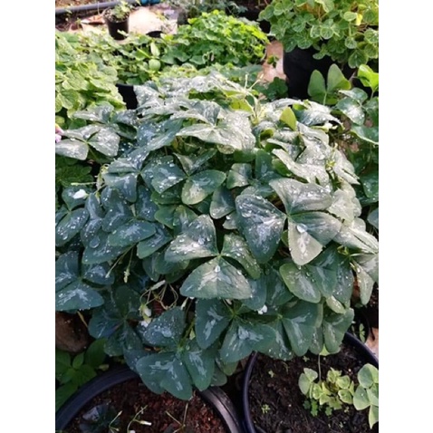 Củ hoa Oxalis  hỗn hợp nhiều màu chuẩn mặt hoa