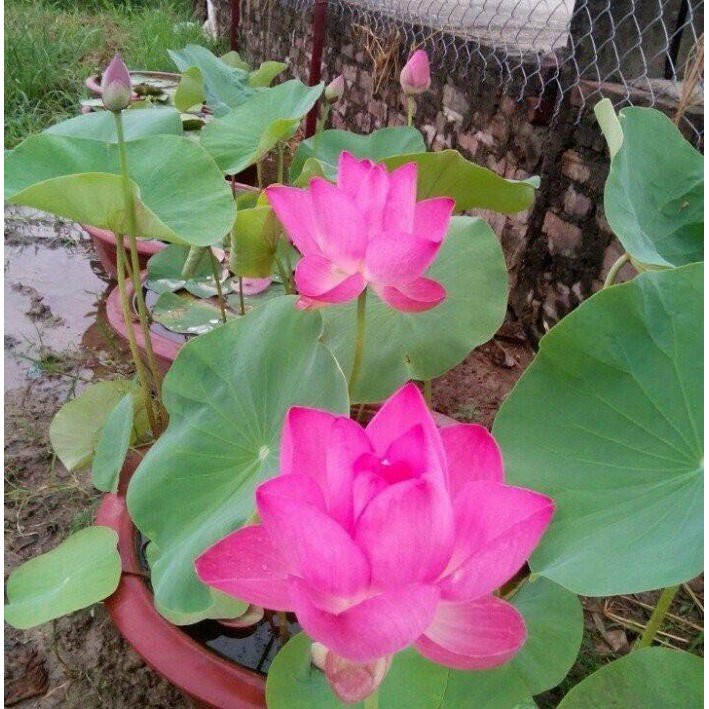 10 Hạt Giống Hoa Sen Nhật Mini Đủ Màu