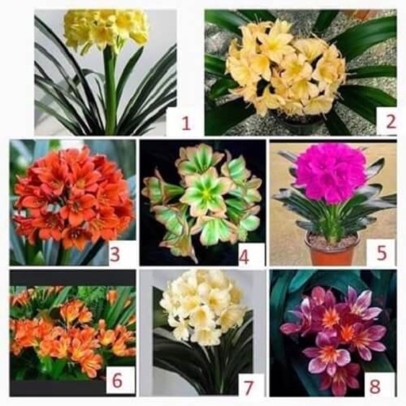 Củ hoa Lan quân tử HOA TẾT