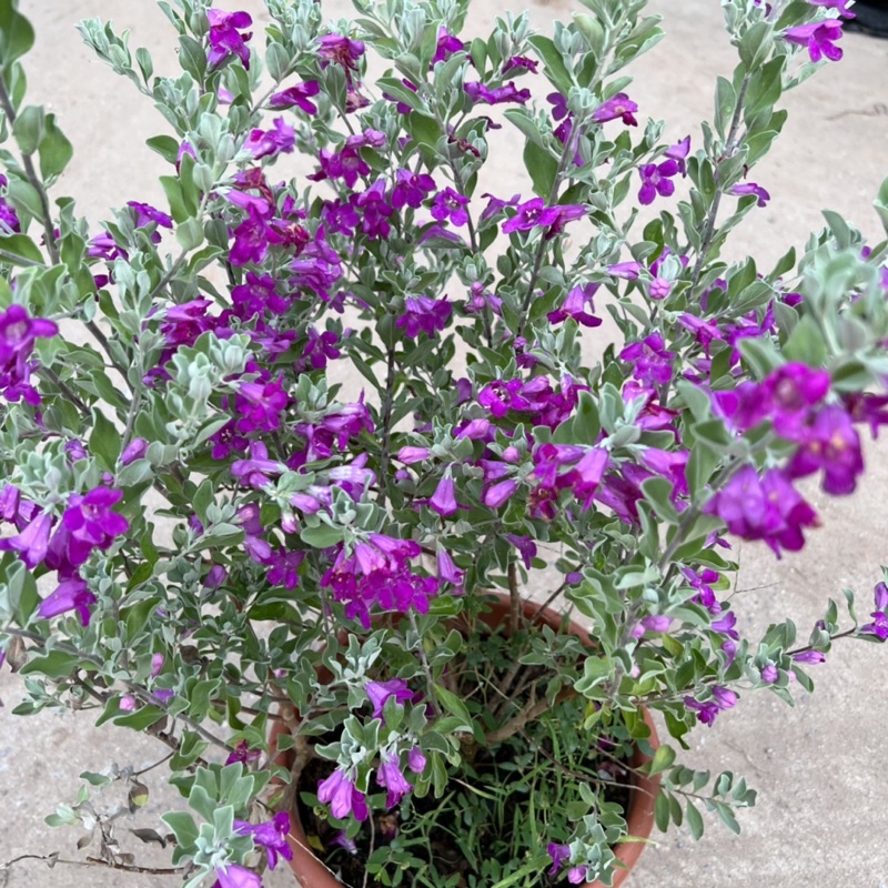 Cây tuyết sơn phi hồ cao 40-45cm, cây hoa cảnh nở quanh năm, trồng trang trí sân vườn, ban công
