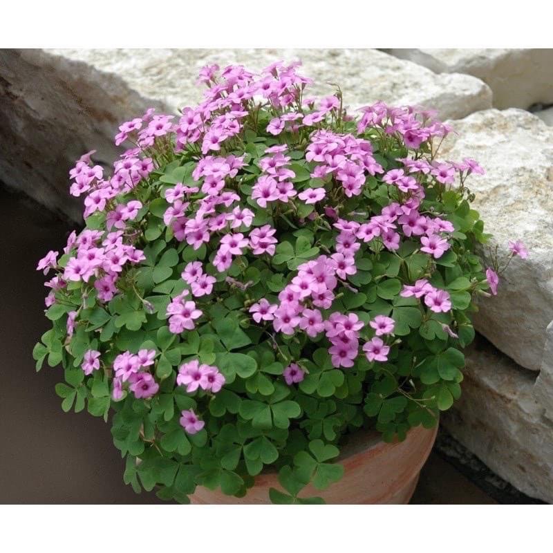 Cỏ ba láHOA TẾT kèm phân