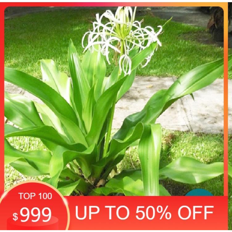 Sale Cây Náng Hoa Trắng khô 1KG,500g TPV