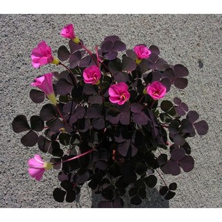 Củ hoa Oxalis Purpurea Garnet
