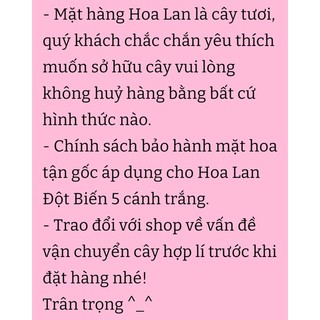 PHI ĐIỆP ĐỘT BIẾN 5 CÁNH TRẮNG PHÚ THỌ