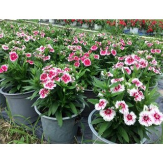 Hạt giống hoa cẩm chướng 100 hạt
