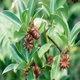Cây giống cây hoa hồi