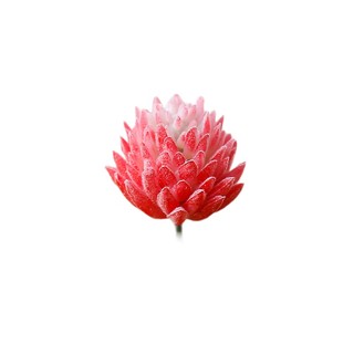 Cây Mọng Nước Trang Trí Sáng Tạo