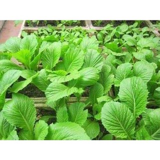 Gói 20g hạt giống cải bẹ xanh mỡ